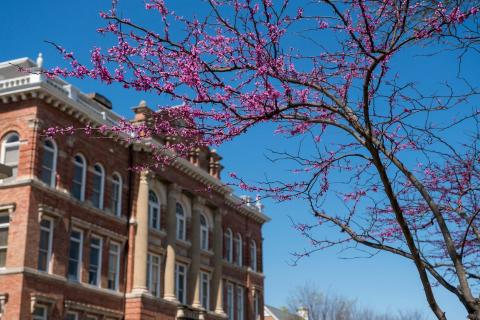 Montgomery Hall and Spring Redbud Blossoms